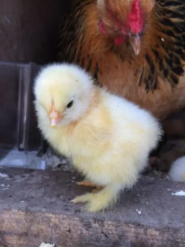 Pintinhos brahma (sob incomenda)