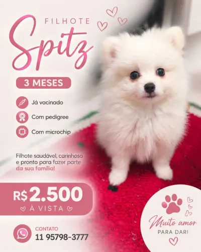 Spitz alemão 