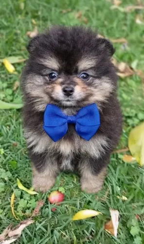 Lulu Pomerania macho anão