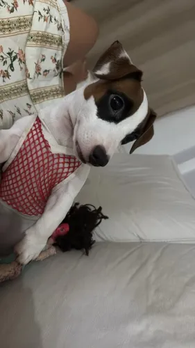 Cachorro Jack Russell Terrier