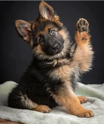 Pastor alemão Doguinho pronto para conhecer novos caminhos