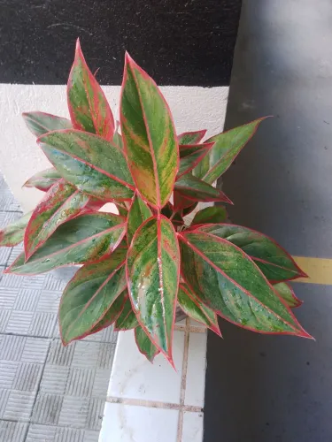Plantas 
