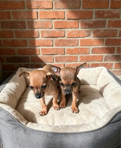 Pinscher mini disponível