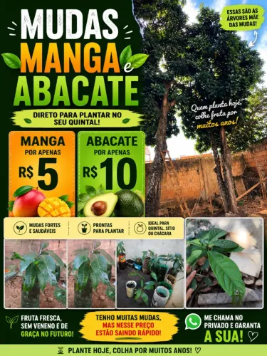 Mudas de manga e de abacate