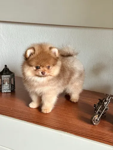 Spitz alemão / Lulu da Pomerania 