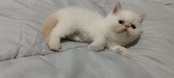 Gato Persa lindos filhotinhos com genética superior
