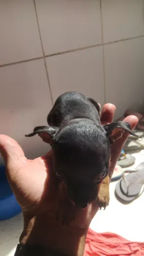 Lindos filhotes de pinscher n.1
