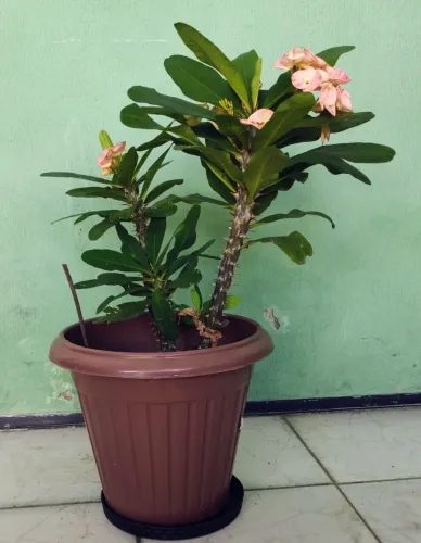 Planta Eu e Tu da folha Gigante