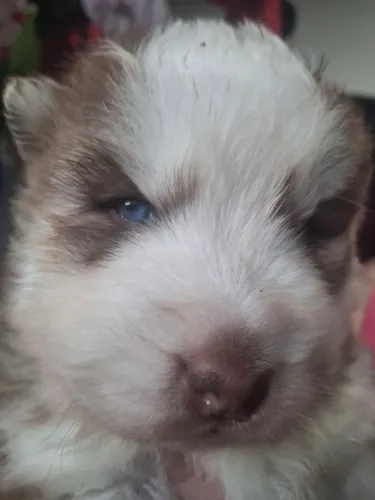 Husky siberiano