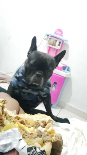 Vende-se Bulldog francês