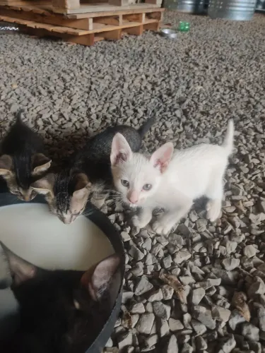 Doa-se gatinhos 