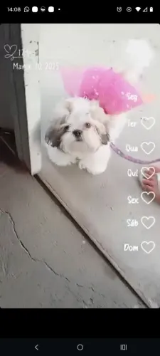 Filhotes de Shitzu