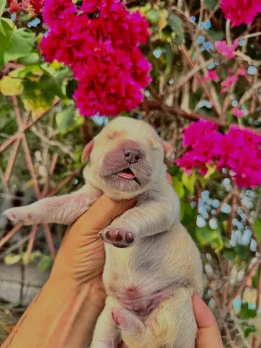 Golden retriever reserva!!