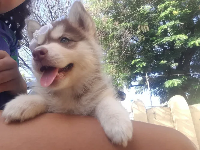 Husky siberiano filhotes 800 reais