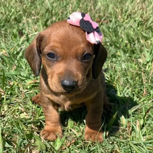 Lindos Dachshund esperando por você