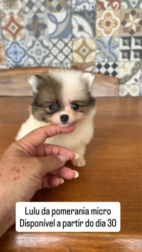 Spitz alemão micro 