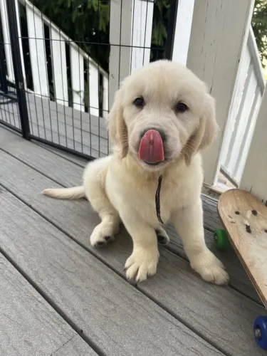 Filhotes de Golden Retriever | Amor que inspira carinho.