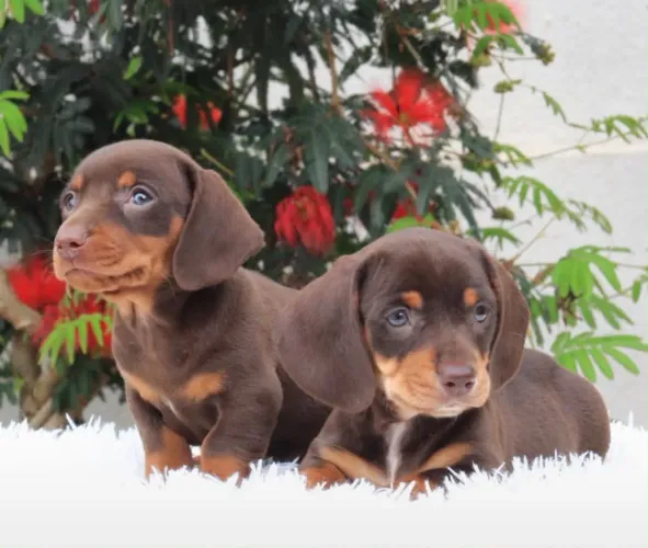Dachshund / Cofap 