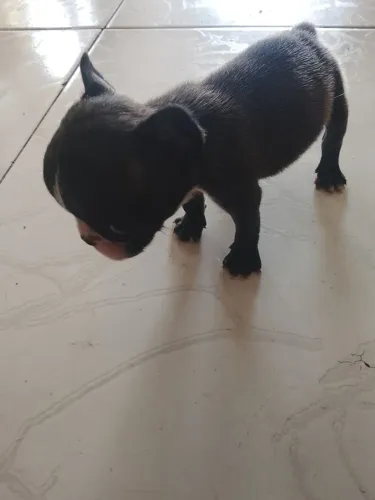 Bulldog francês macho micro