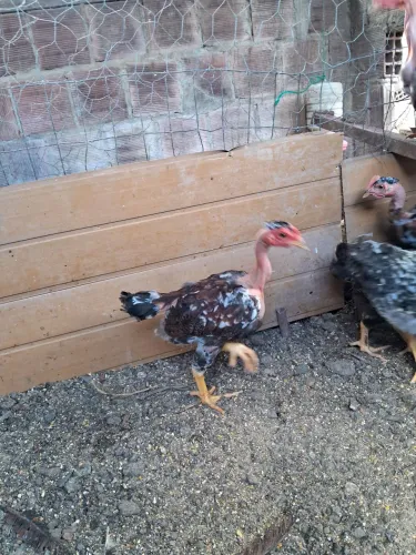 Vendo 10 pintos polaco gigante 30reais cada
