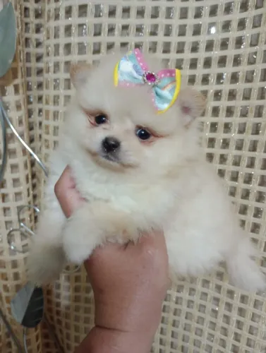 spitz alemão, femea , anã, micro, em 10x, com pedigree, ursinha.