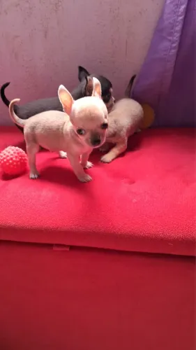 Chihuahua Legítimos
