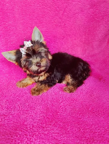 Yorkshire terrier