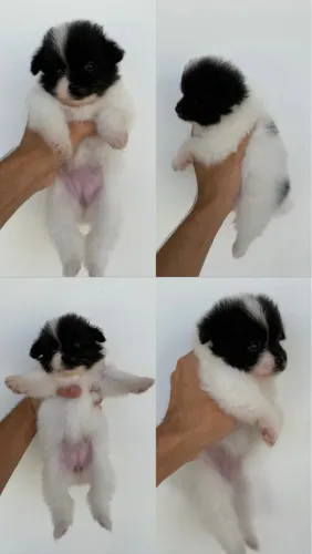 lulu da pomerania spitz alemão