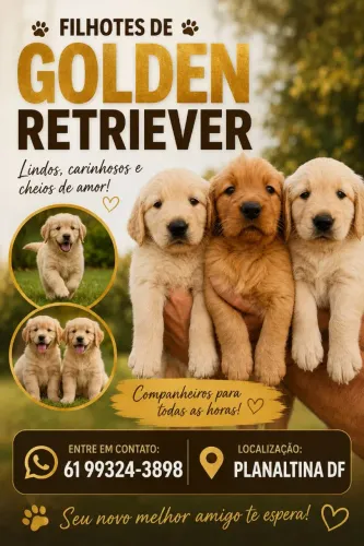 FILHOTES DE GOLDEN RETRIEVER