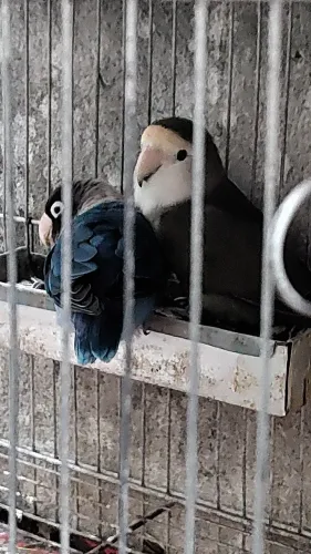 gaiolas
