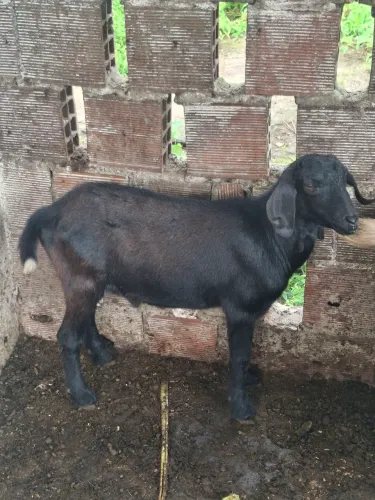 Cabrito