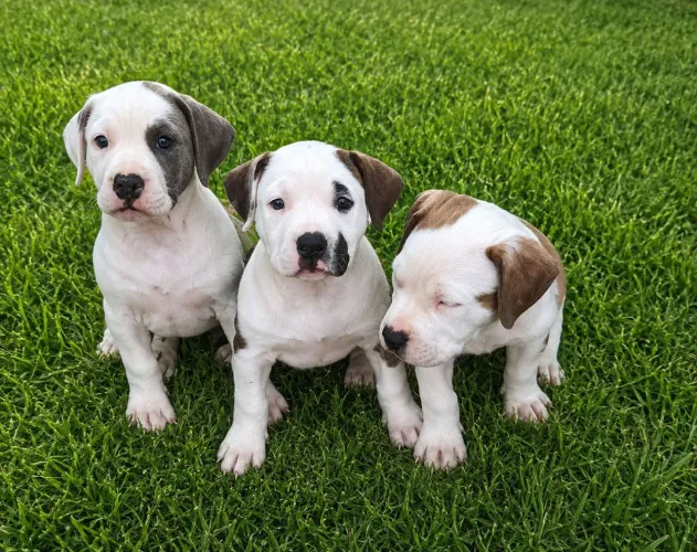 American Bully com Pitt Bull 