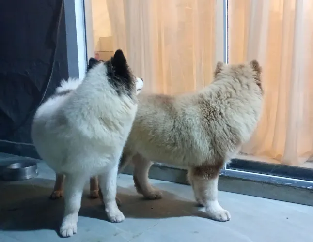 Husky puro