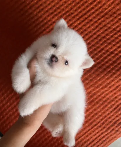 Filhote fêmea de shih tzu branca 1.000