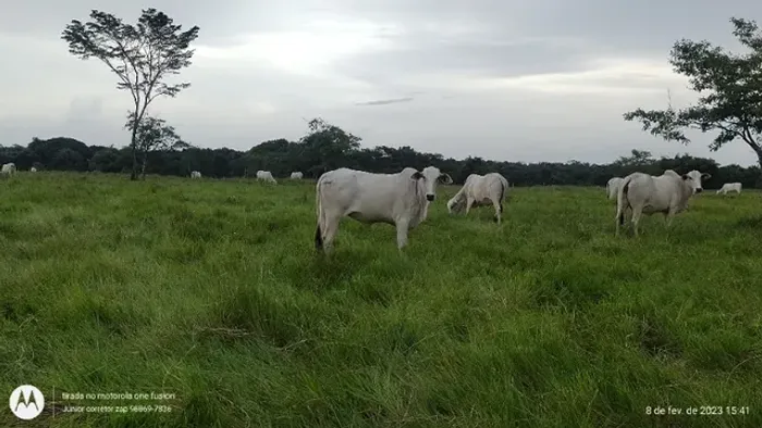 Baixou 156 Hectares fazenda pronta no rotacionado R$2.5 milhões