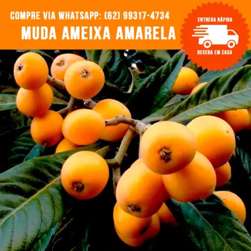 Muda de Ameixa Nespera Amarela