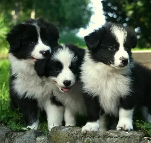Lindos e perfeitos filhotes de Border Collie