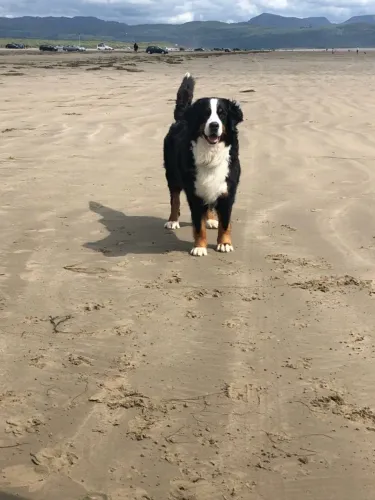 Bernese Mountain fêmea com 59 dias vacinada e com pedigree e garantias em contrato