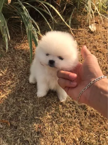 Filhote de Pomerania