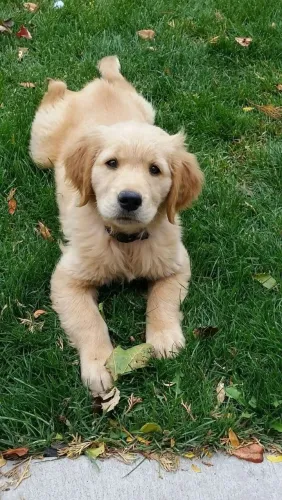 Filhote Golden Retriever peladinha como um ursinho polar