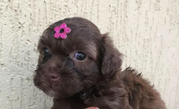  Poodle toy  lindos filhotes, chamar no What´s para mais informações *
