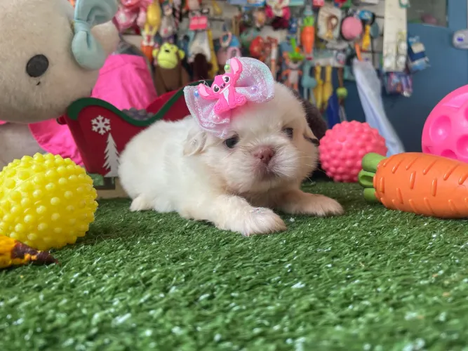 Shih tzu fêmea mini $3.200,00