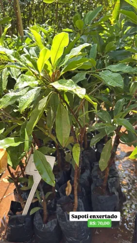 Mudas de Sapoti Enxertado - R$70,00