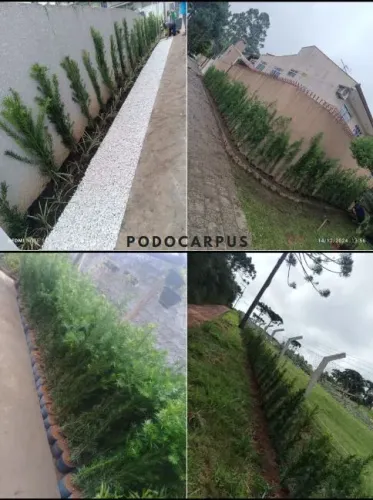 Podocarpus com 1.50 para cerca viva 
