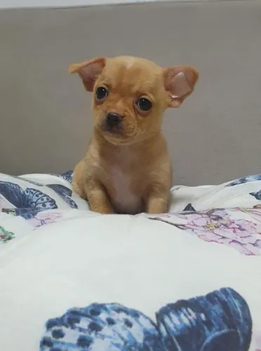 Filhotes de Chihuahua Minúsculos em Diversas Cores: Branco, Tricolor, Bicolor