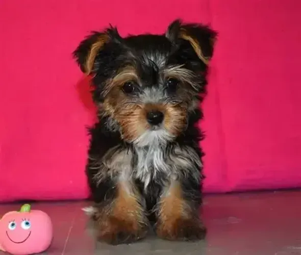Yorkshire Terrier ? Pequeno, elegante e muito carinhoso!