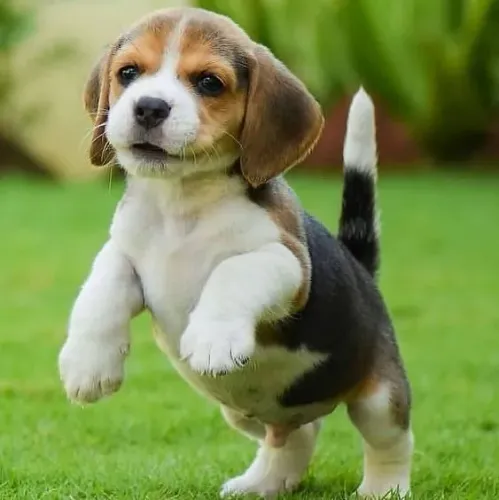 Belos  Filhotes de Beagle 