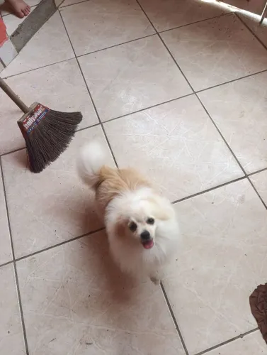 Spitz alemão MACHO porte anão