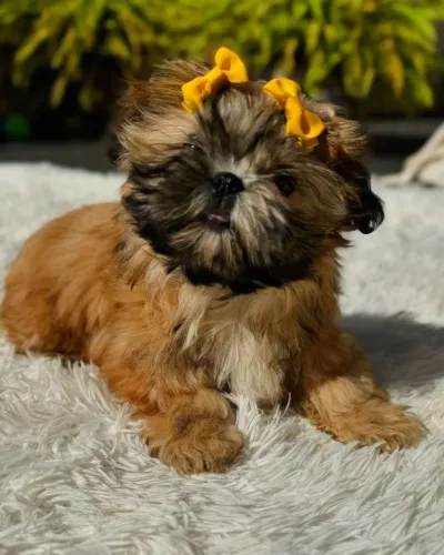 Shih Tzu