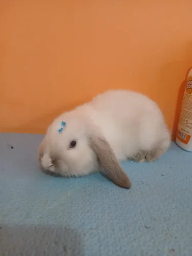 Mini lop uruguaiano